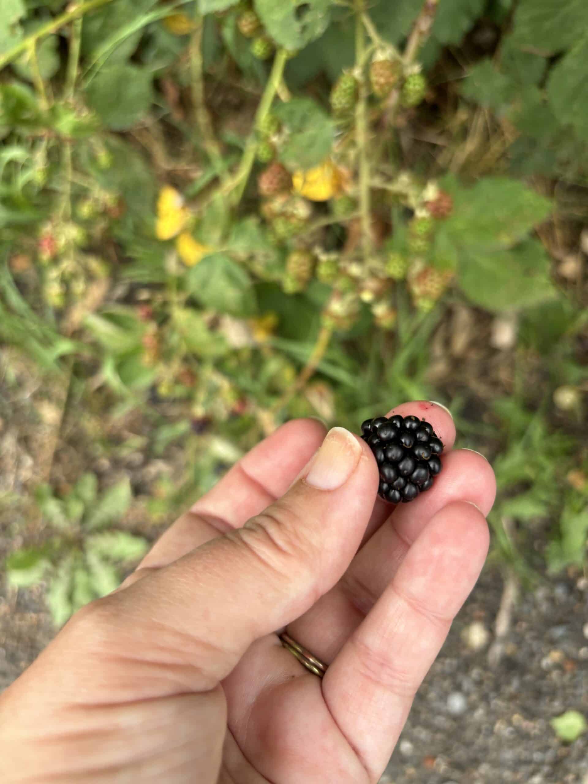 #3 und pflücke mir ein paar Brombeeren ab, bevor es wieder regnet...