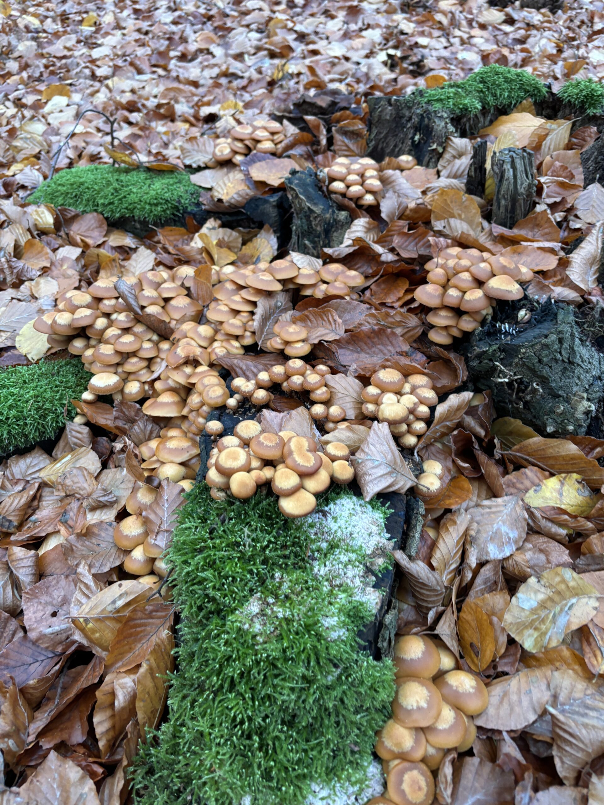 Waldliebe Reha auf Ückeritz